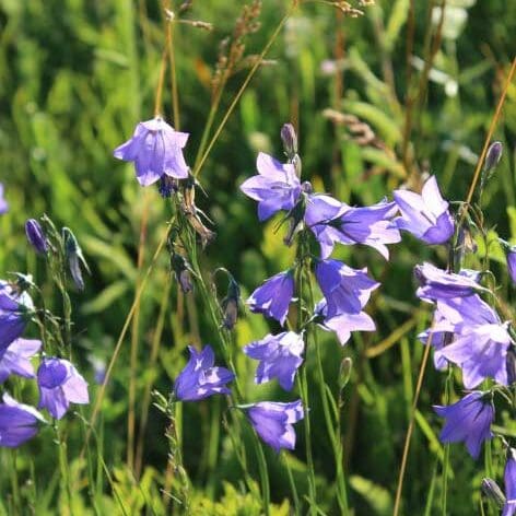 3-Bluebells-Groups